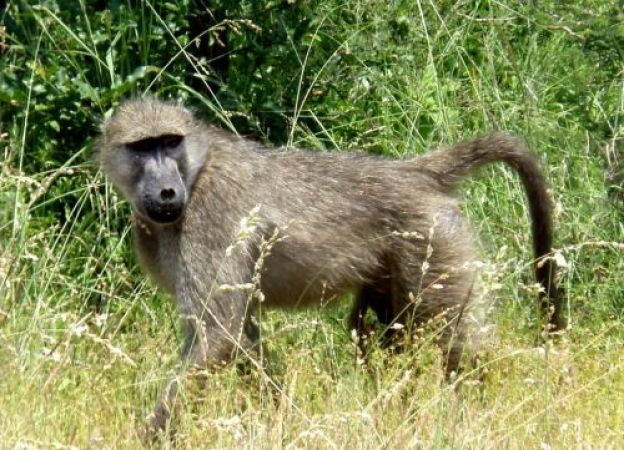 Baboon